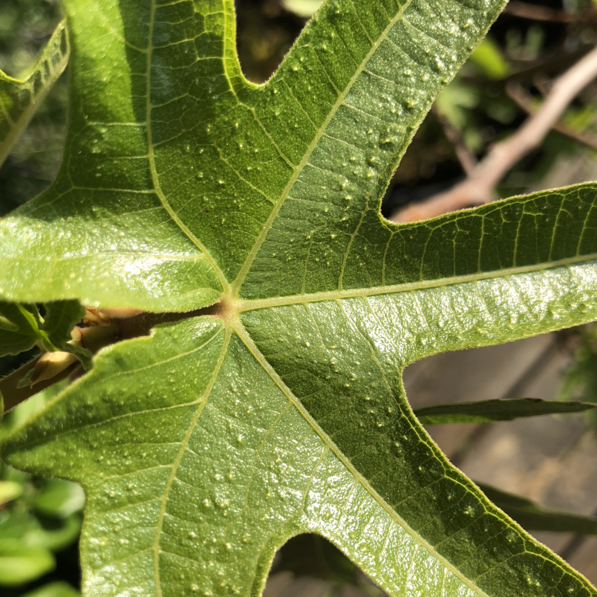 Close-up of a bright green fig leaf