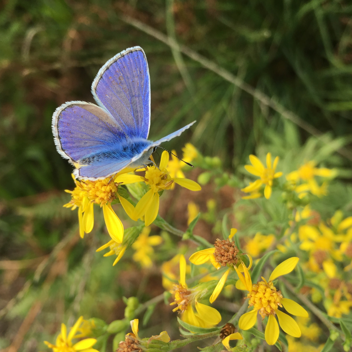 A blue butterfly resting on bright yellow flowers