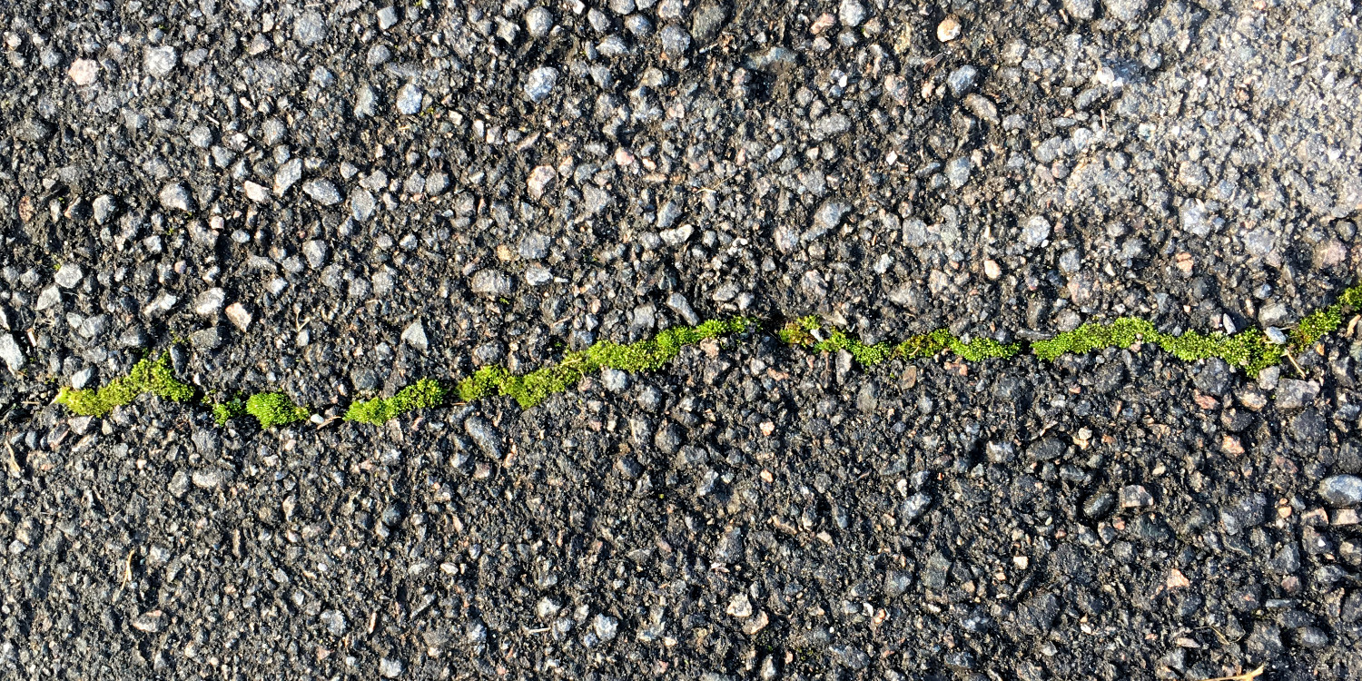 A thin vein of green moss growing in asphalt