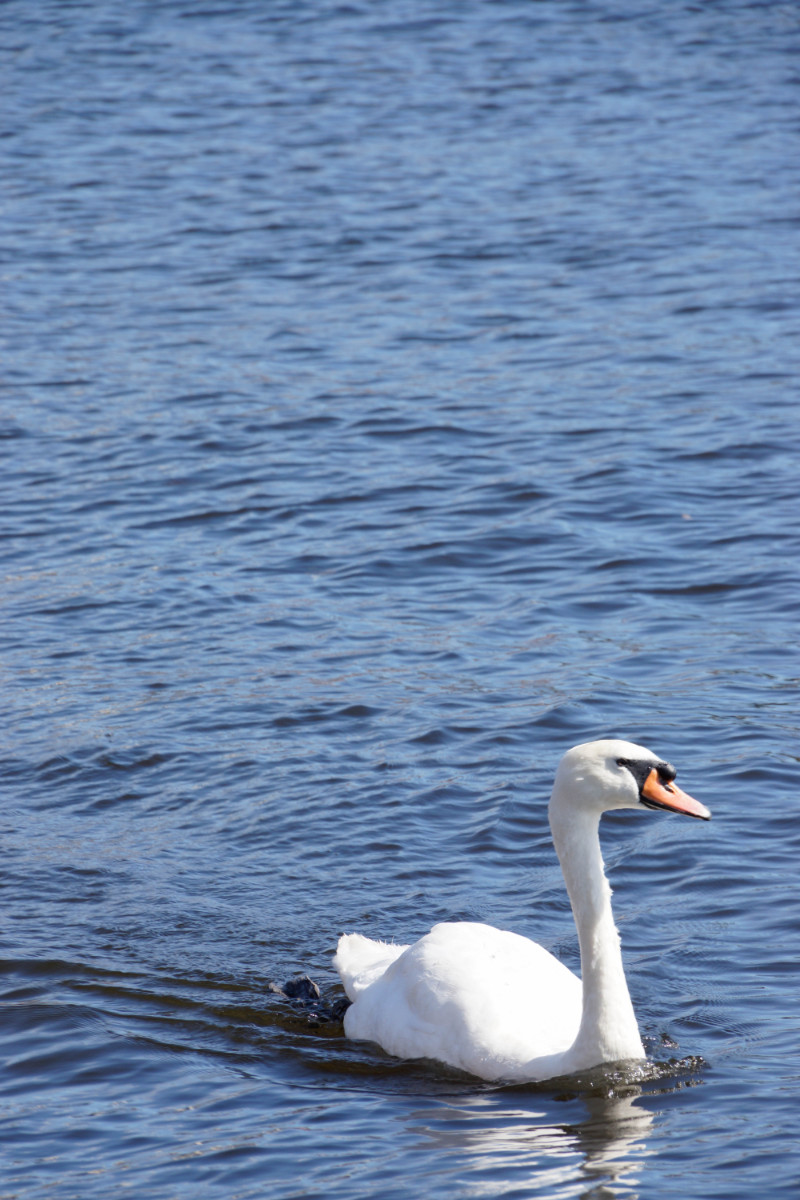 A white swan glides gracefully through the blue waters of Cardiff Bay
