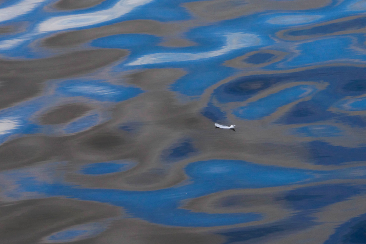 A white feather floating on water reflecting shades of blue, grey, and white