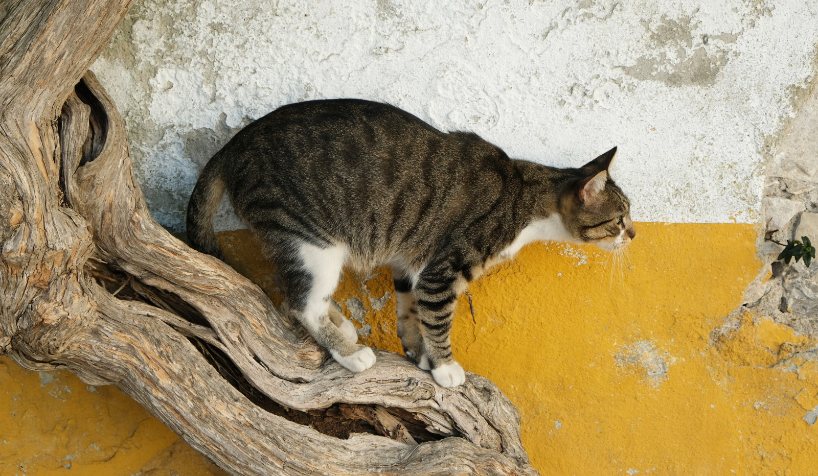 A brown tabby and white cat crouches, ready to pounce, on a thick woody vine in a medieval town..
