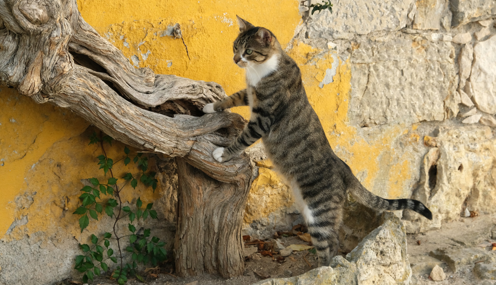 A brown tabby and white cat climbing up a thick vine against a sunny yellow wall