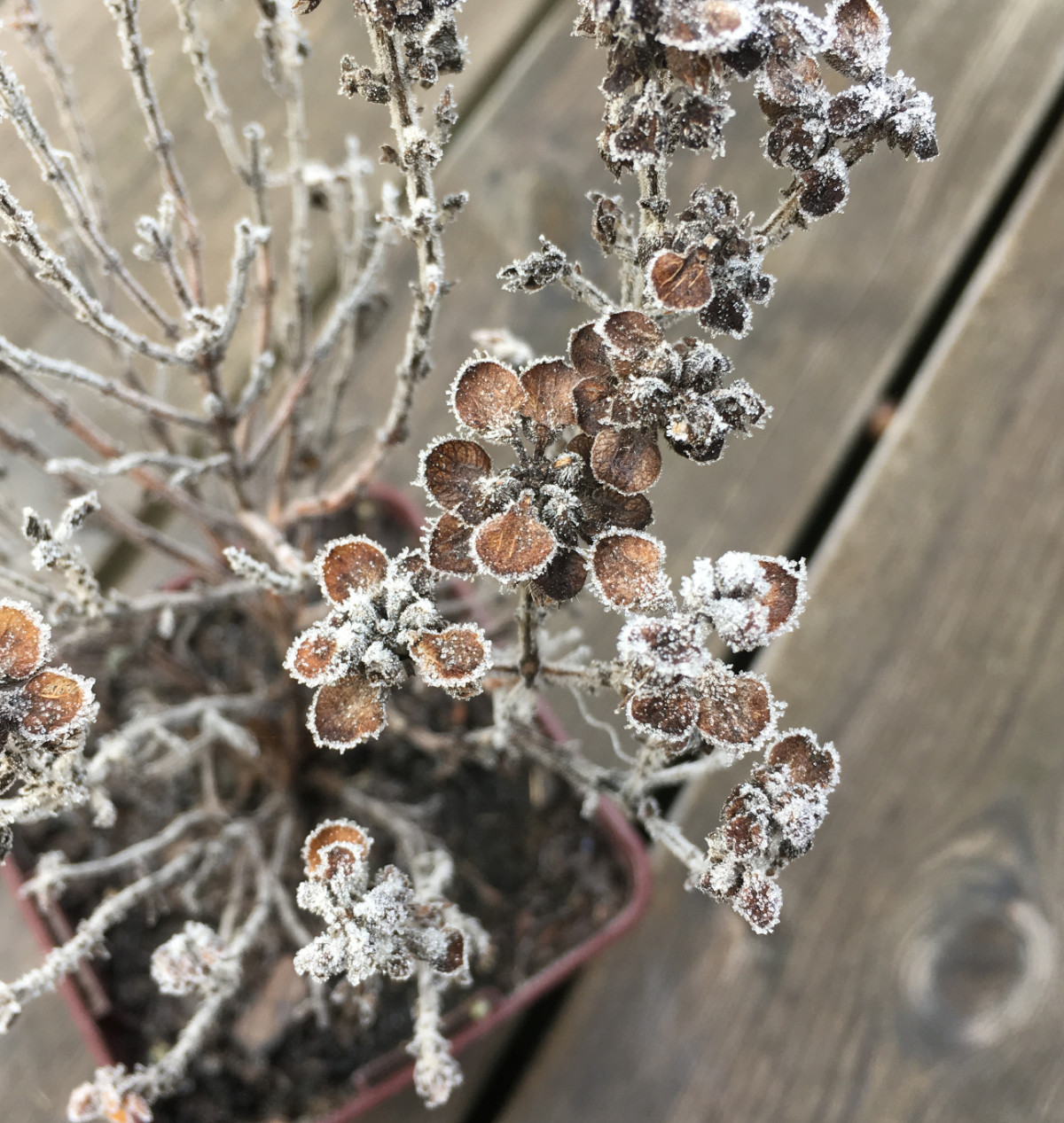 Ikebana and wabi sabi - delicate frost crystals on wintry stalks and tiny, round, brown leaves