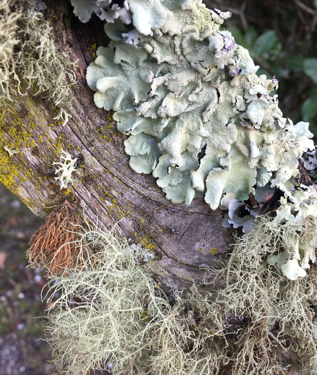 Several different types, colours, and textures of lichen and moss live happily together on an oak